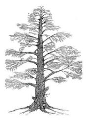 en la siguiente imagen se pueden ver los anillos de crecimiento de este árbol  del Jurásico.